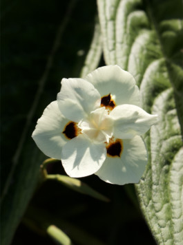 Ti baradoz - petit paradis, photo fruit du jardin 
