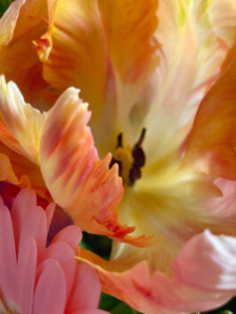 Juliette Le Priellec fleurs tulipe perroquet 