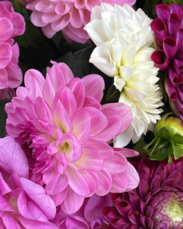 Dahlias Pomponette fleuriste